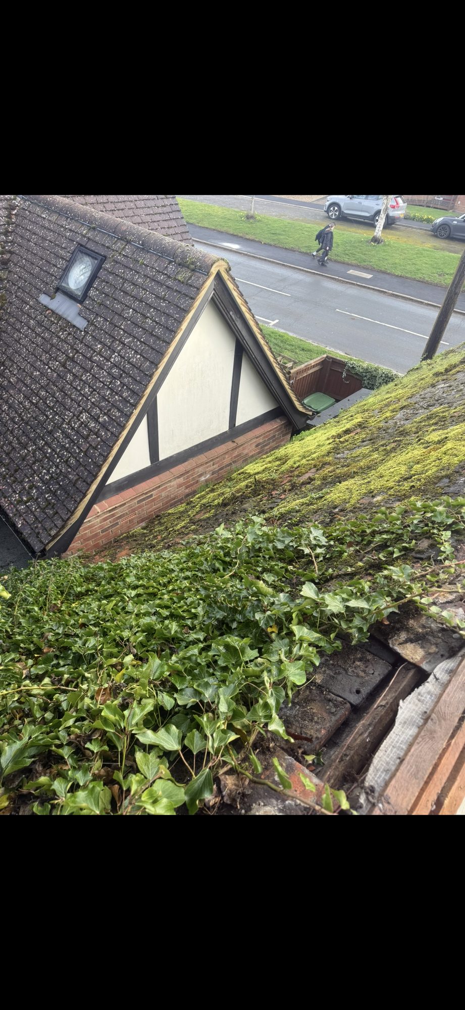 Roof tiles obscured by thick moss and sprawling ivy beside the neighbouring gable