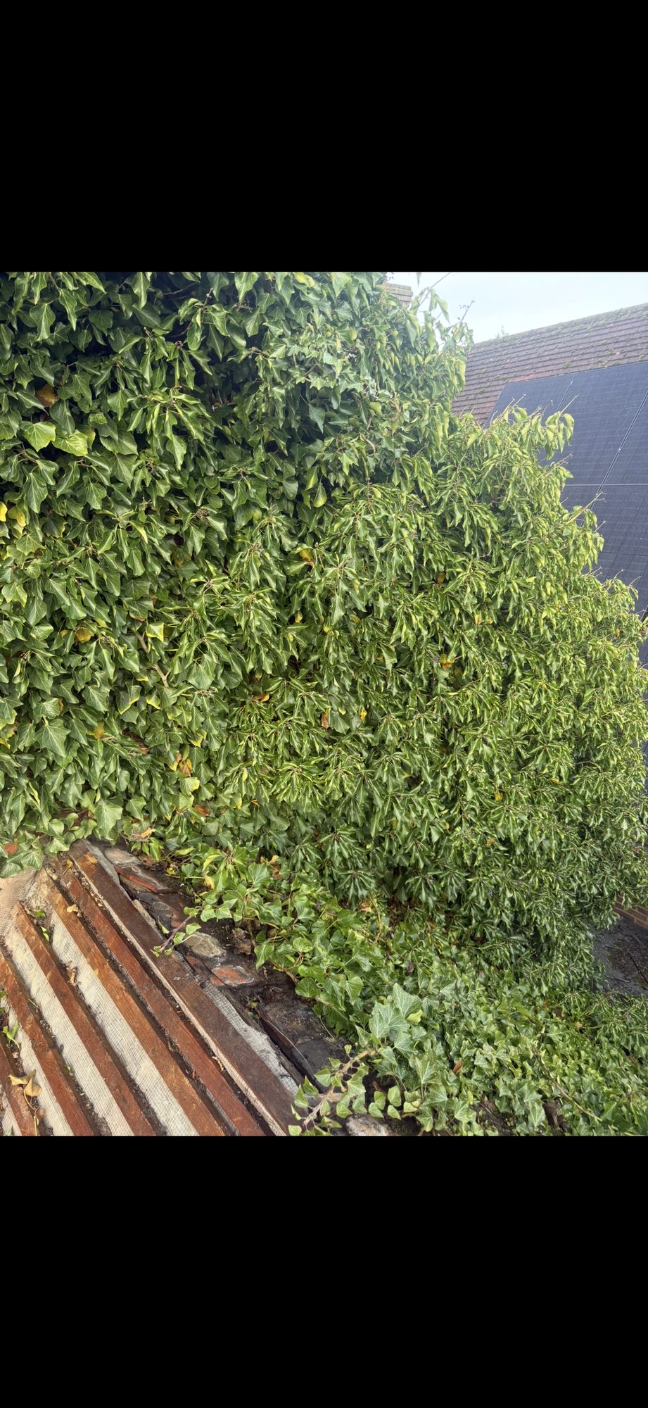 Dense ivy and other vegetation spreading across the roof tiles and surrounding brickwork