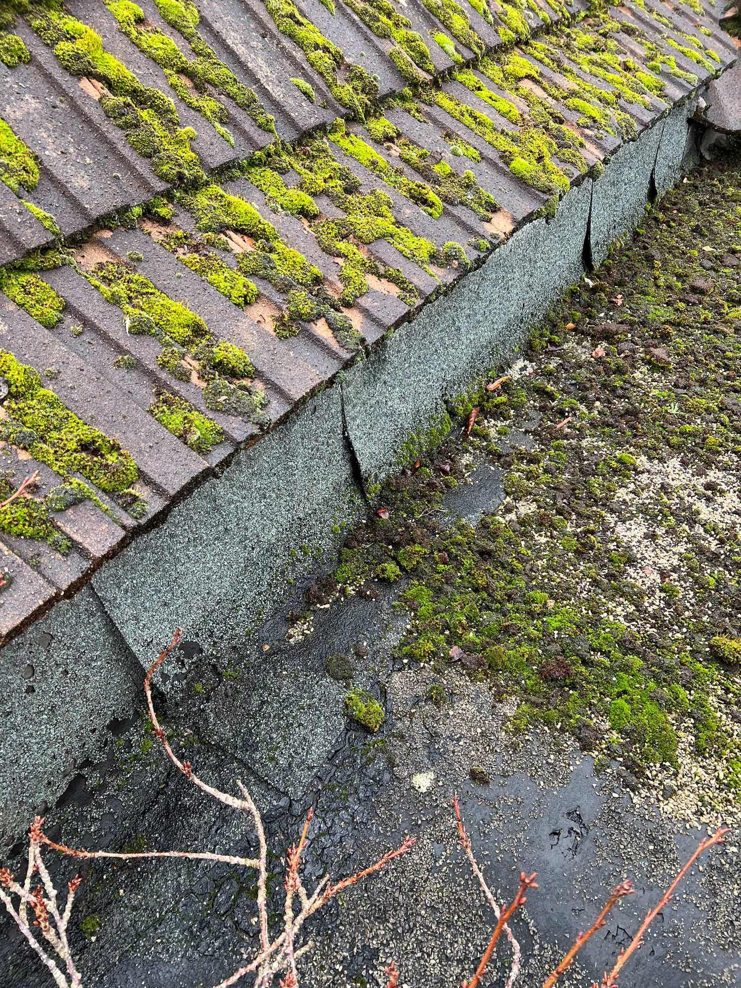 Close-up of moss-covered roof tiles and the roof edge, with visible surface weathering and vegetation