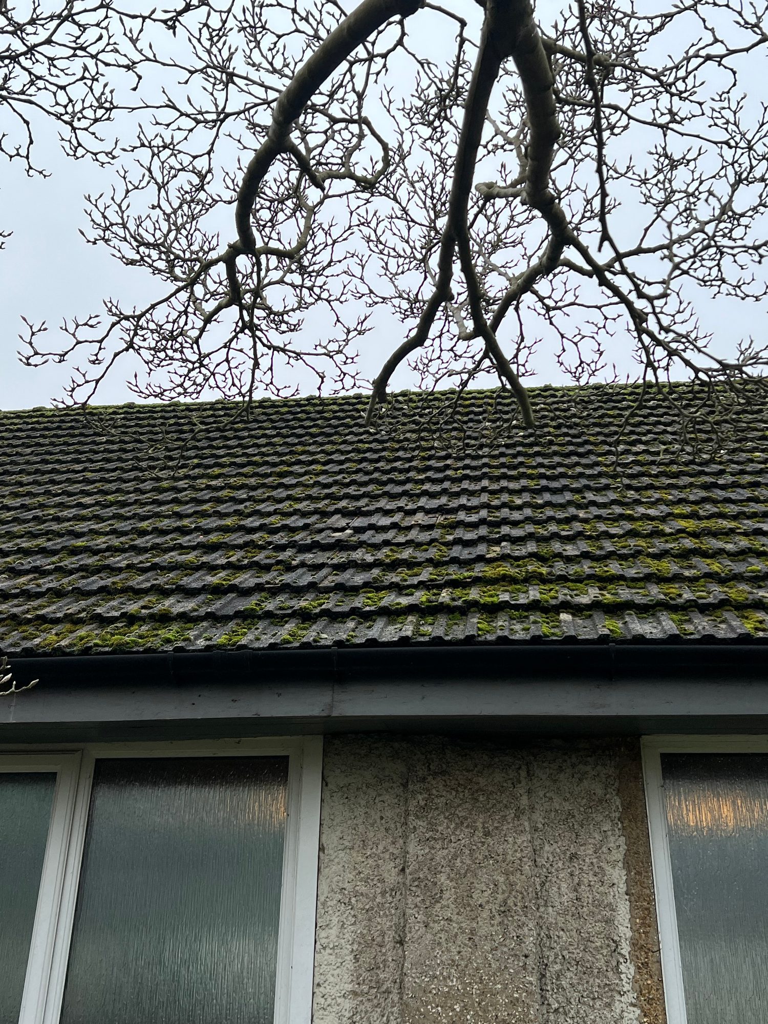 Close view of moss-covered roof tiles above windows, with tree branches visible against the sky