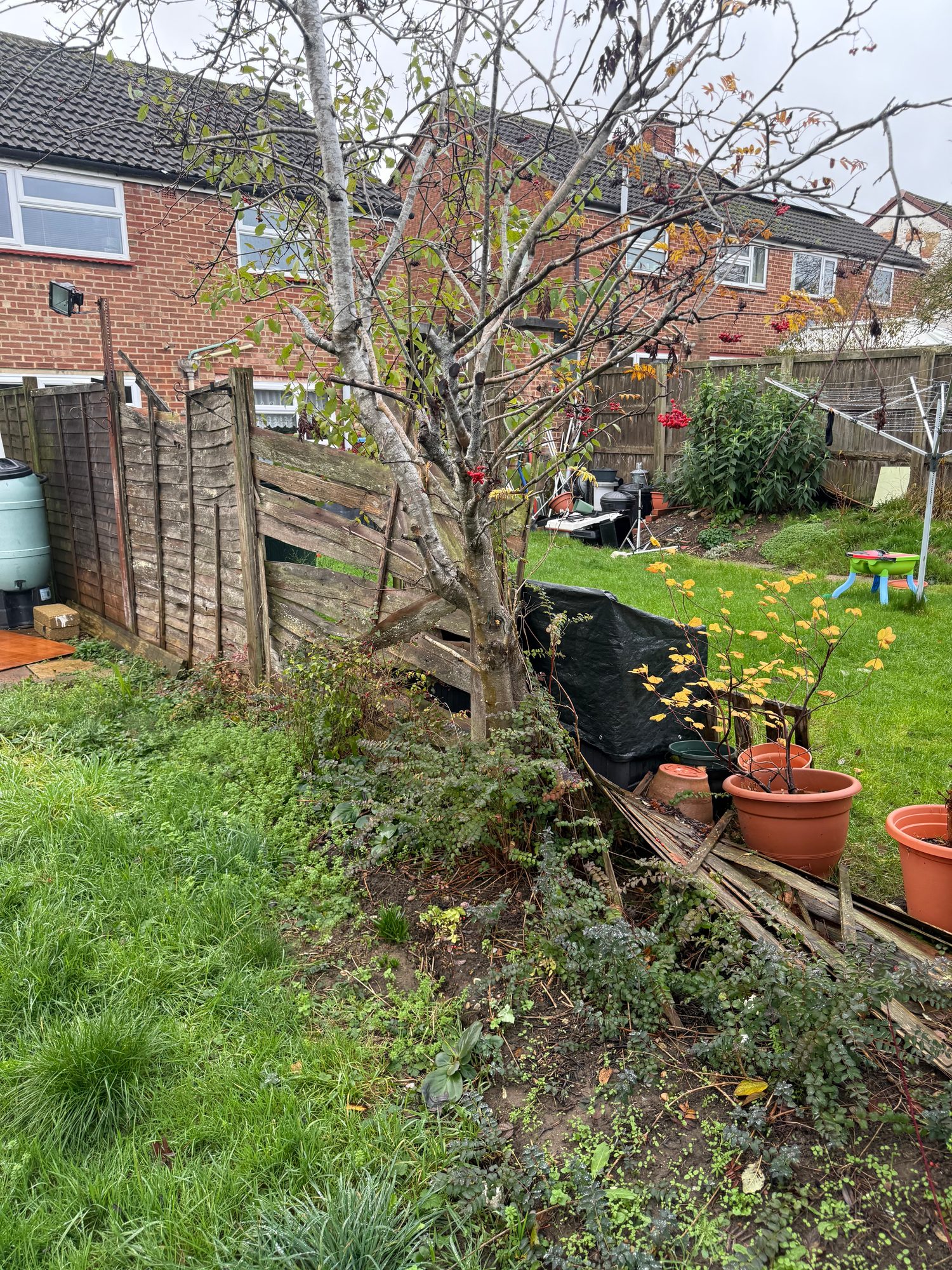 Rear garden with a mature tree, planted borders, lawn and leaning damaged timber fence panels