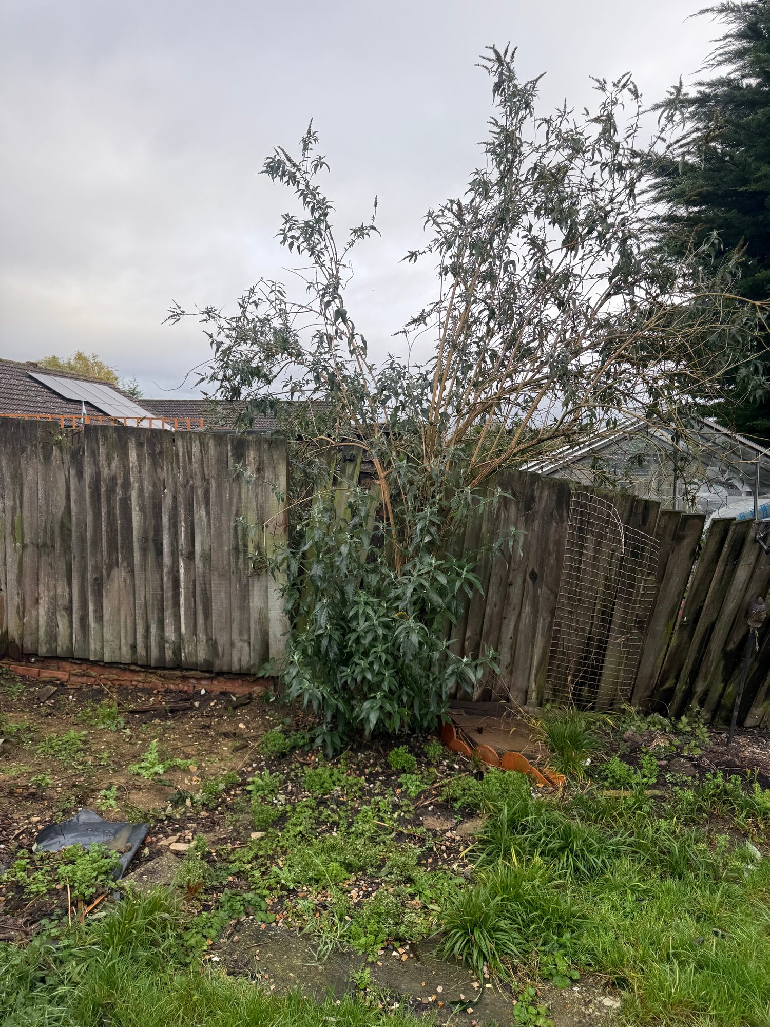 Garden border with a large overgrown shrub, exposed soil and weathered timber fence panels