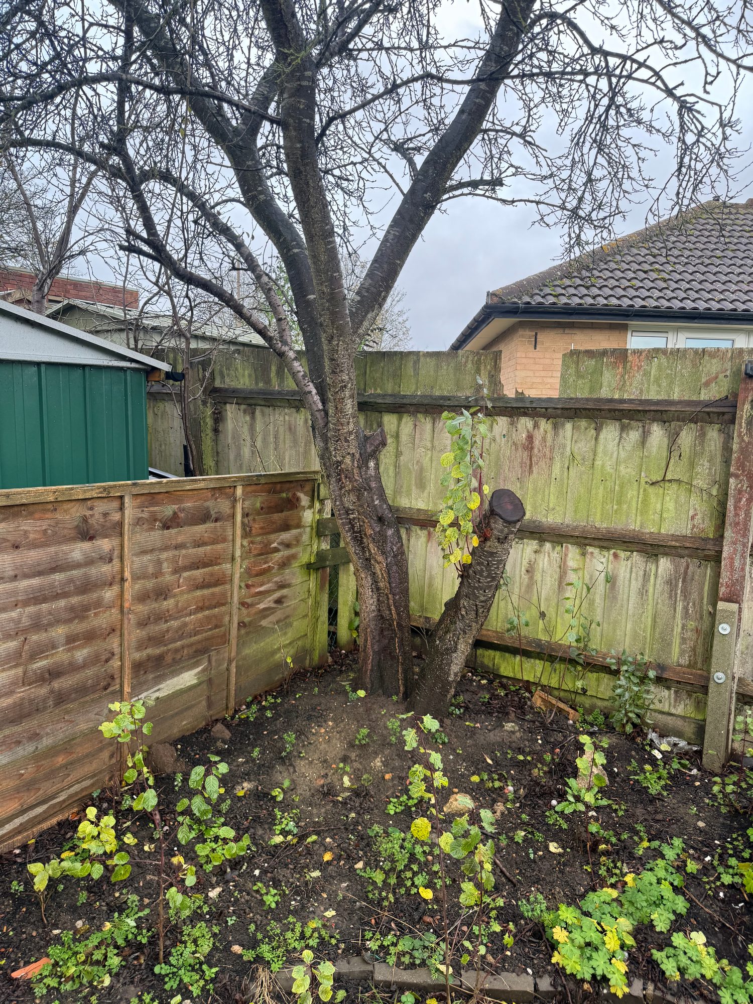 Mature tree growing in a garden border beside weathered timber fence panels and a green shed