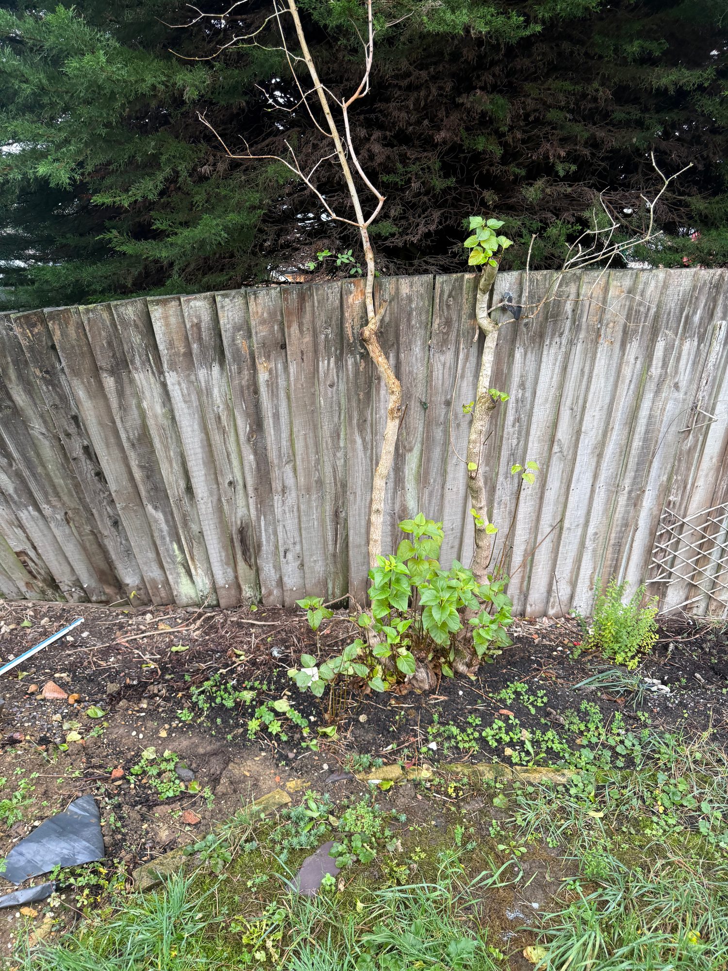 Established shrubs and exposed garden soil in front of weathered timber fence panels