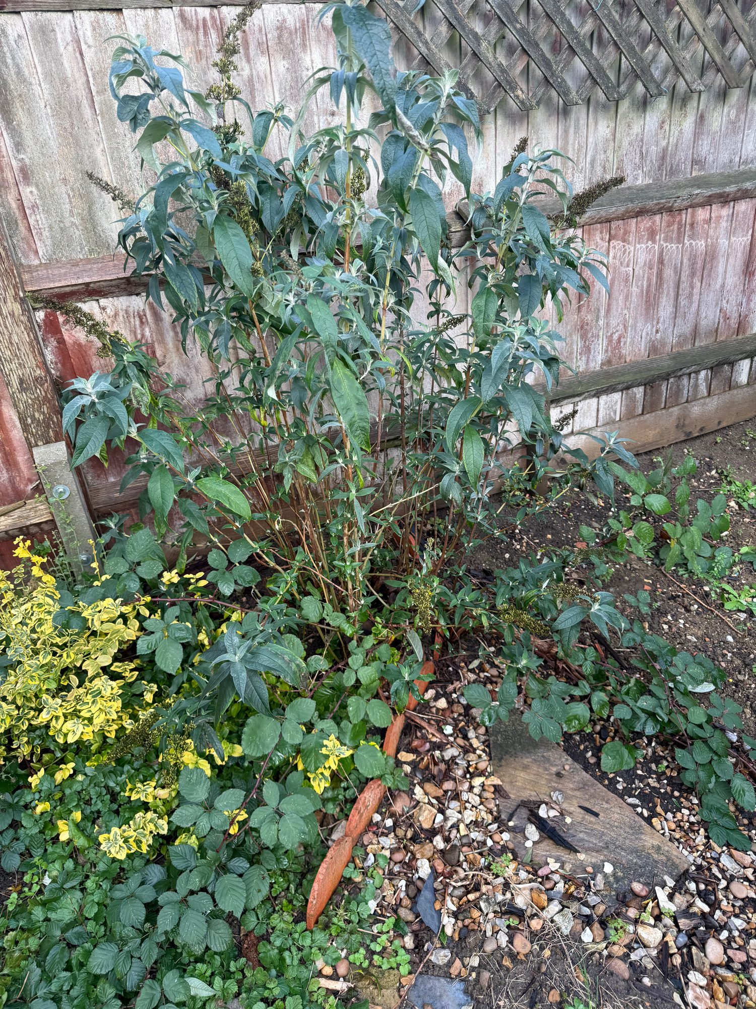Dense shrubs and groundcover growing in a border beside weathered timber fencing and trellis